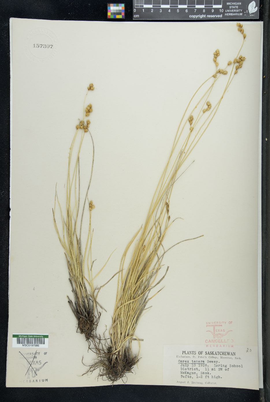 Carex tenera var. richii image