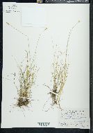 Carex tenuiflora image