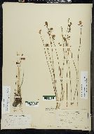 Utricularia cornuta image