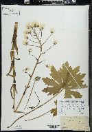 Petasites frigidus image