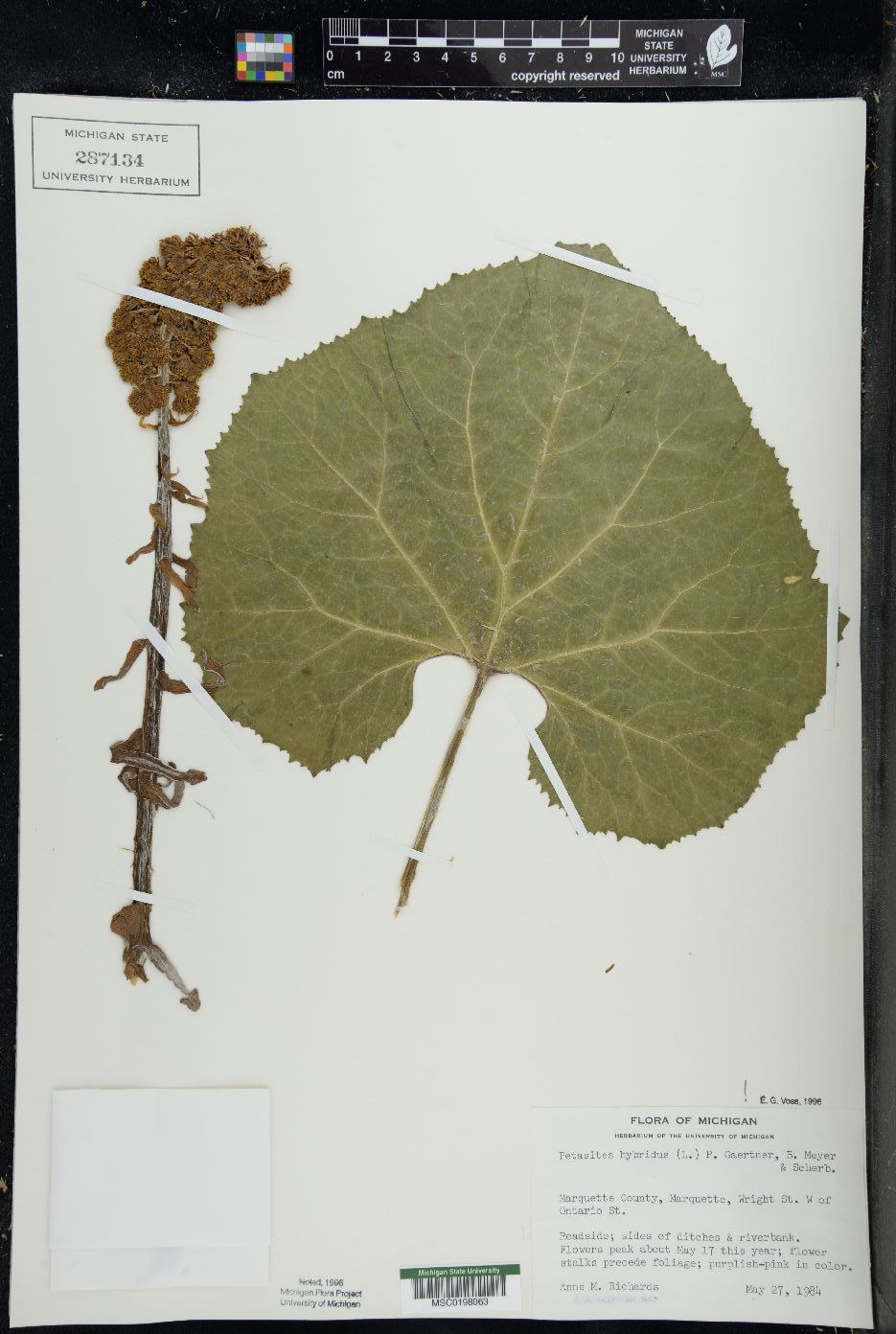 Petasites hybridus image