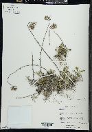 Antennaria howellii image