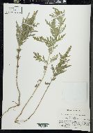 Ambrosia × intergradiens image