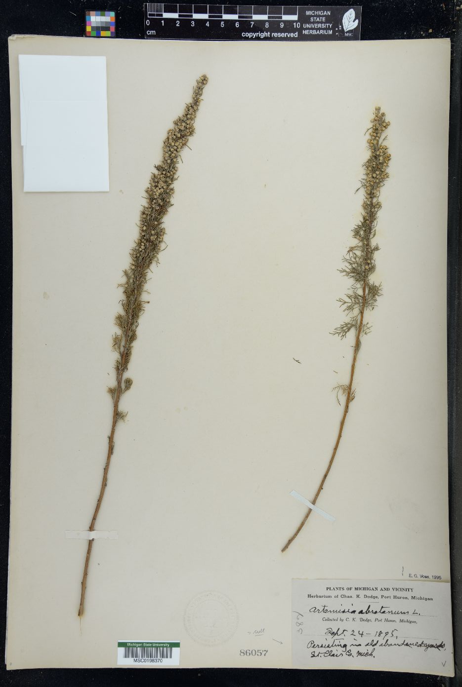 Artemisia abrotanum image