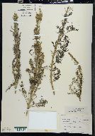 Artemisia abrotanum image