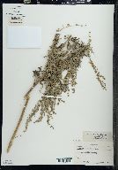 Artemisia absinthium image