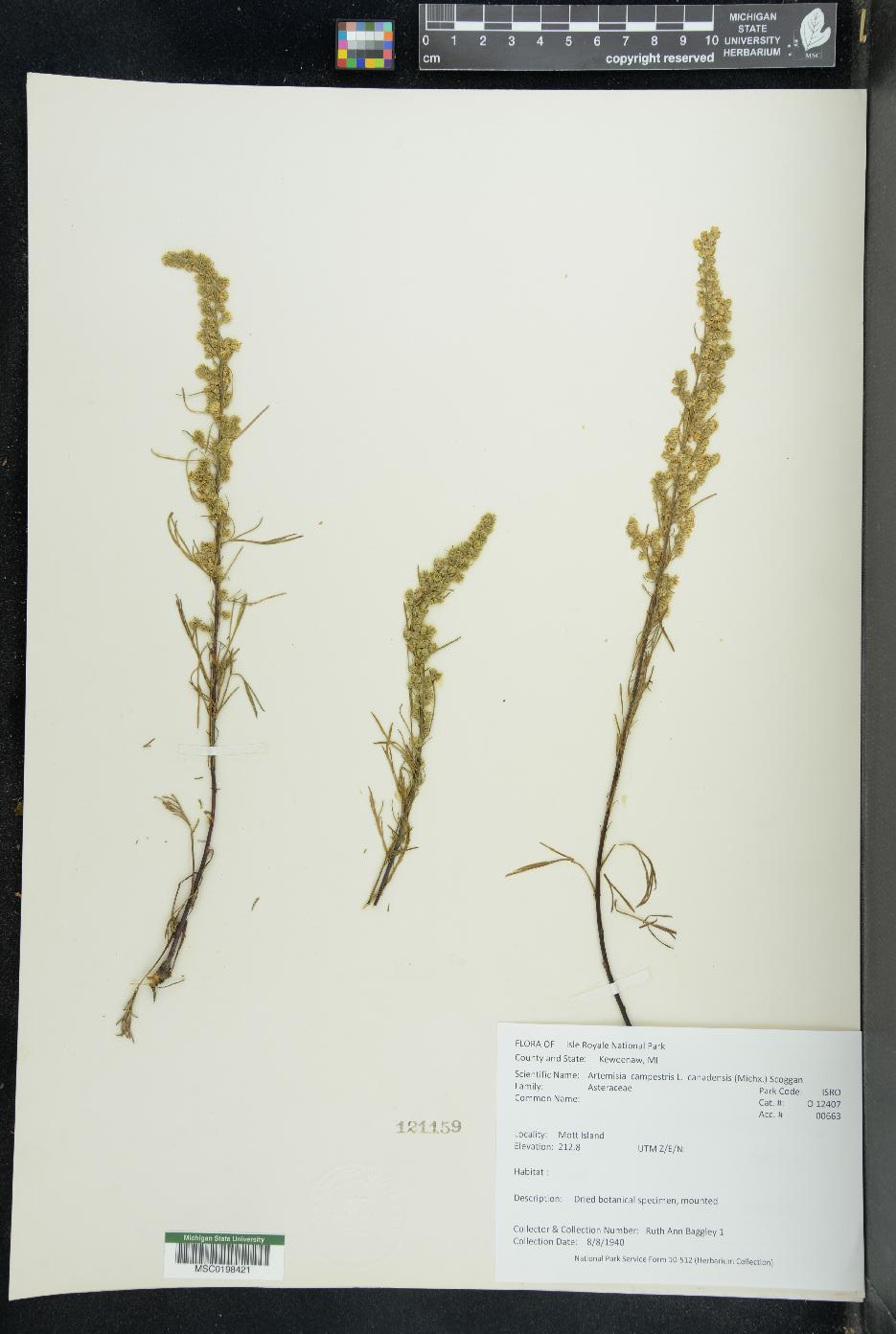 Artemisia canadensis image