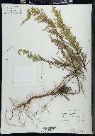 Artemisia campestris image