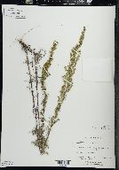 Artemisia campestris subsp. caudata image