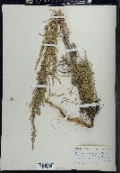 Artemisia campestris subsp. caudata image