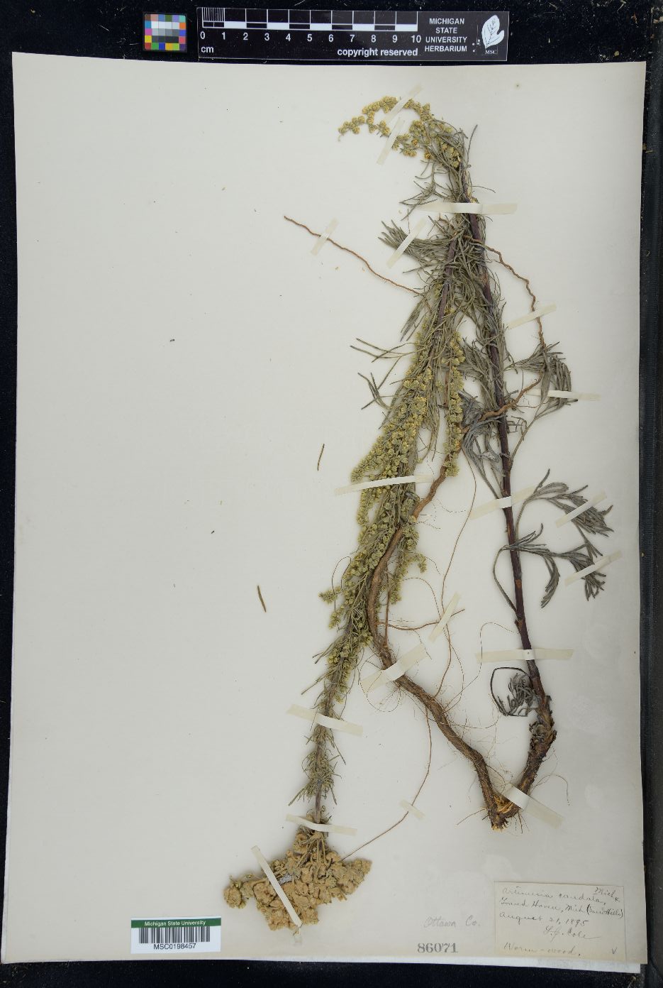 Artemisia campestris subsp. caudata image