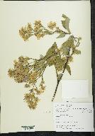 Aster ciliolatus image