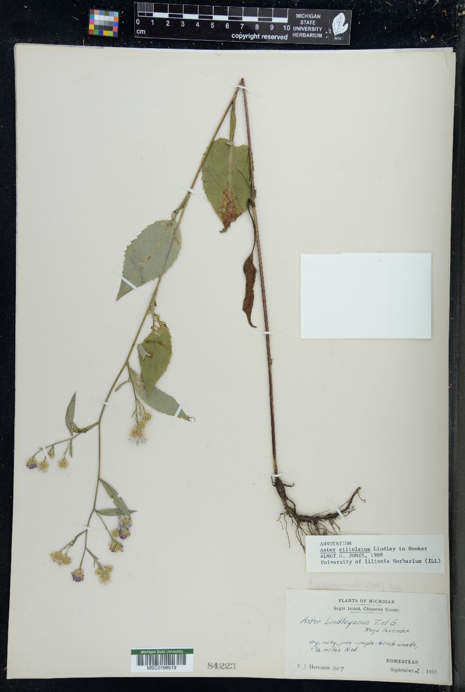 Aster ciliolatus image