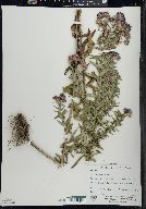 Symphyotrichum novae-angliae image