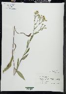 Symphyotrichum prenanthoides image