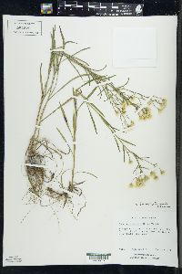 Solidago ptarmicoides image