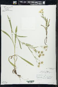 Solidago ptarmicoides image