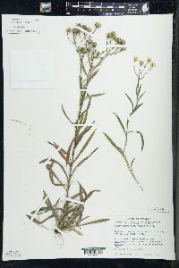 Solidago ptarmicoides image