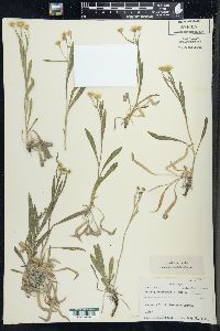 Solidago ptarmicoides image