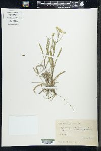 Solidago ptarmicoides image