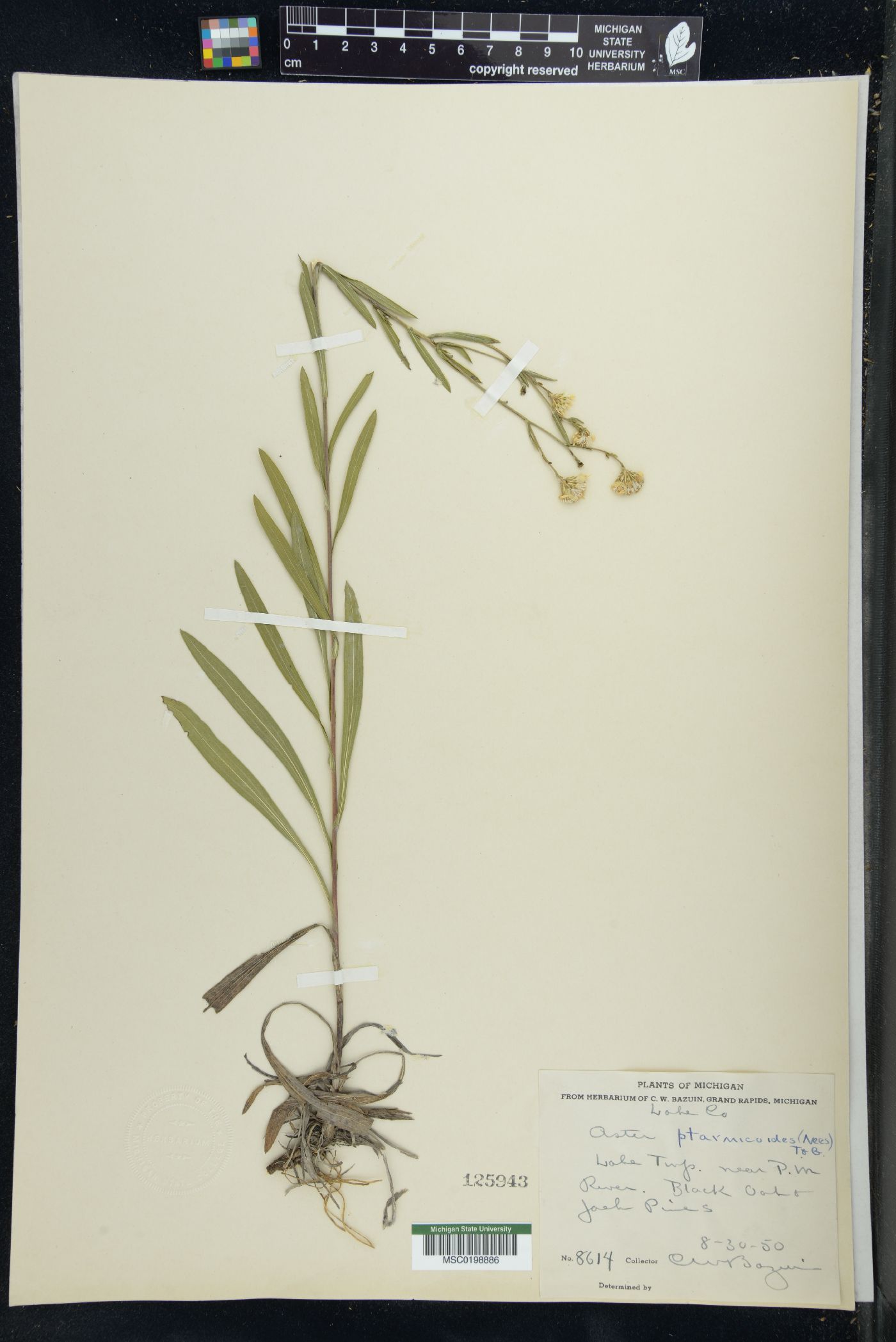 Solidago ptarmicoides image