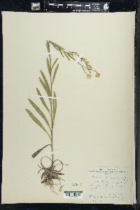 Solidago ptarmicoides image