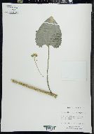 Arnoglossum atriplicifolium image