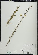 Verbascum blattaria image