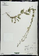 Verbascum blattaria image