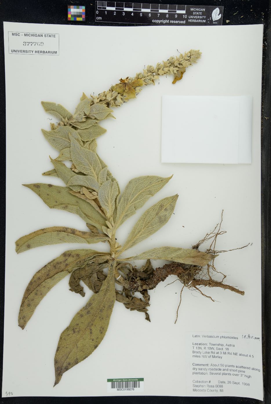 Verbascum phlomoides image