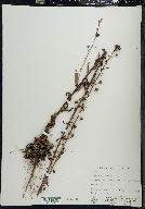 Verbascum blattaria image