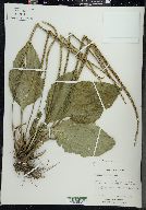 Plantago rugelii image