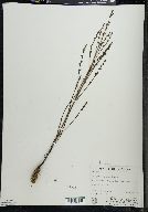 Epifagus virginiana image