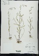 Lobelia kalmii image