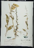 Campanulastrum americanum image