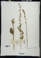 Campanulastrum americanum image