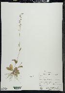 Lobelia spicata image