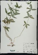 Galium lanceolatum image