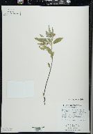 Physalis virginiana image