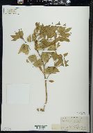 Physalis virginiana image