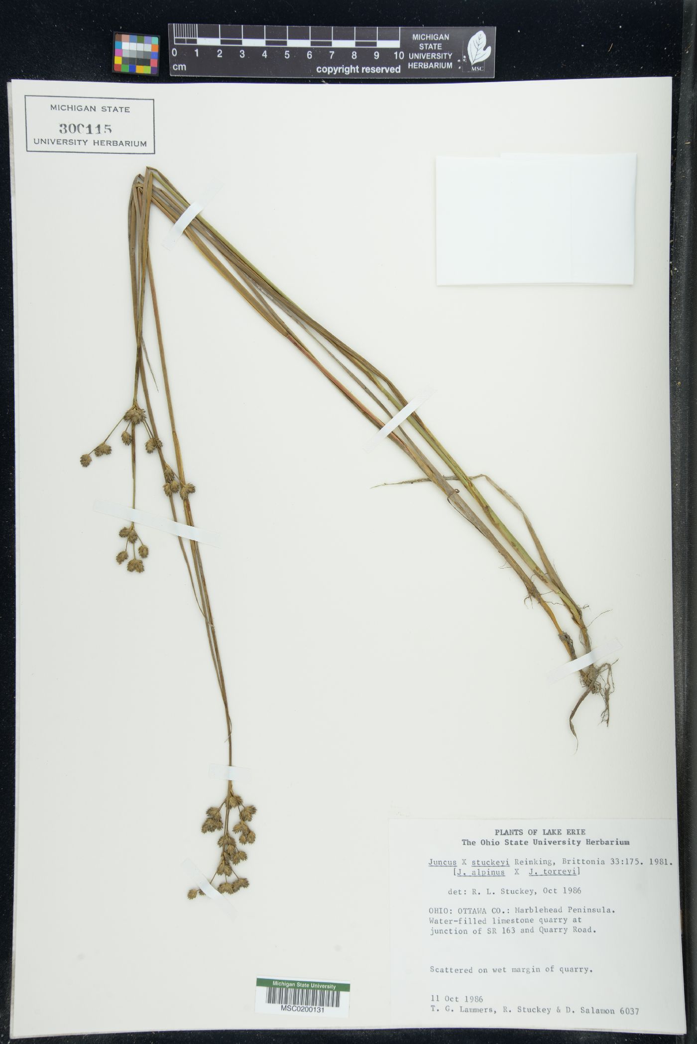 Juncus x stuckeyi image