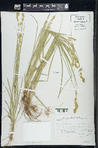 Carex foenea image