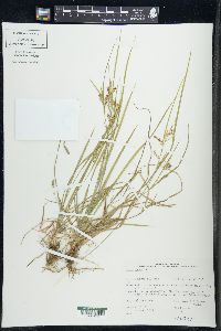 Carex aurea image