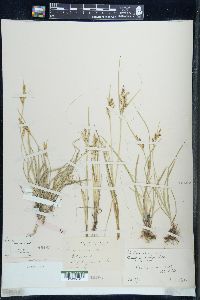 Carex aurea image