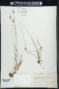 Carex bushii image