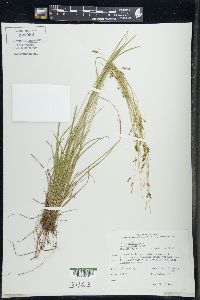 Carex capillaris image