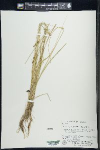 Carex cephalantha image