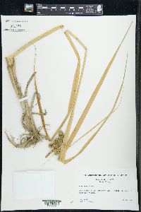 Carex comosa image