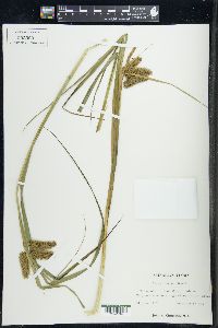 Carex comosa image