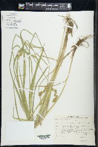 Carex cristatella image